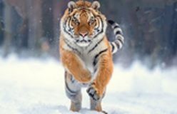 Егор Бодрягин