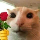 аня селедка