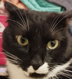 Степан Кабан