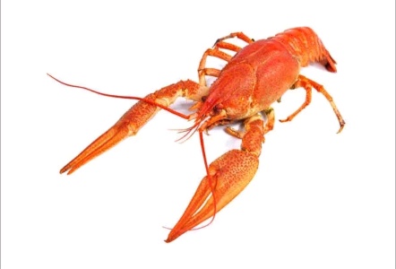 Император рак