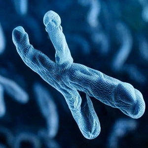 Лишняя Хромосома