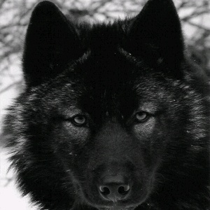 Егор Волков